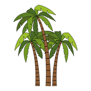Tree palms cartoons vector illustration graphic design