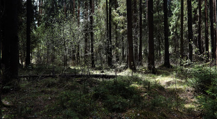 Pine forest. Depths of a forest. Journey through forest paths. T