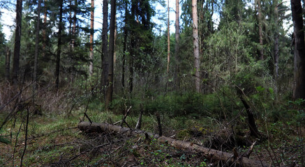 Fototapeta premium Pine forest. Depths of a forest. Journey through forest paths. T