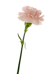 Happy Mother's Day, carnations representing mothers are in full bloom, and pink carnations are sent.
