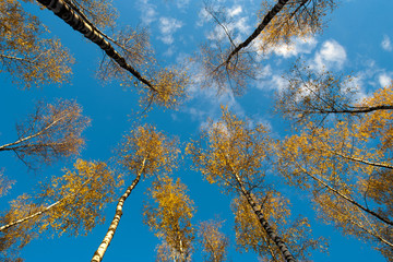 Birches view from below upwards, autumn, yellow leaves.
