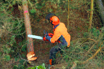     The Lumberjack working in a forest. Harvest of timber. Firewood as a renewable energy source....