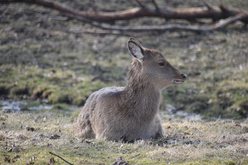 Beautiful roe deer is lying on a green meadow in Kassel, Germanyy
