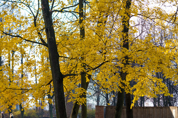 Fototapeta premium Autumn leaves on the trees..