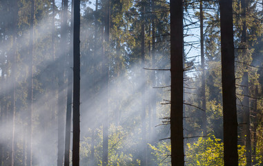 Light through the smoke in the forest.