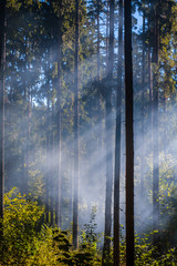 Light through the smoke in the forest.