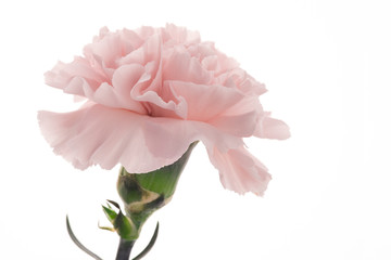 Happy Mother's Day, carnations representing mothers are in full bloom, and pink carnations are sent.