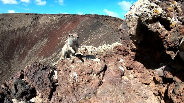 Atlash&ouml;rnchen, Atlantoxerus getulus, H&ouml;rnchen, Felltier, Wildtier, Fuerteventura, Insel, Spanien, 4K
