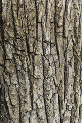 Fototapeta premium tree bark texture