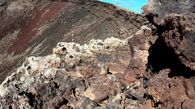Atlash&ouml;rnchen, Atlantoxerus getulus, H&ouml;rnchen, Felltier, Wildtier, Fuerteventura, Insel, Spanien, 4K