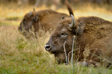 wisent