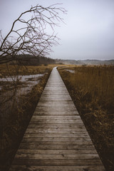 Obraz premium The walk