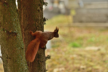 sciurine red squirrel climbs and jumping on the trees 