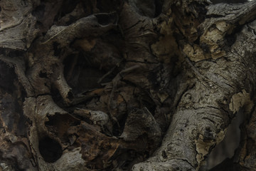 banyan tree roots pattern