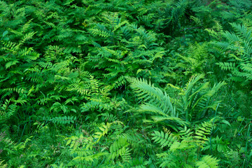 Fern and other forest grasses..