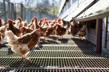 Free range chickens roaming the fields on a farm in Wales