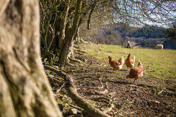 Free range chickens roaming the fields on a farm in Wales