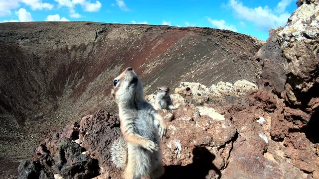 Atlash&ouml;rnchen, Atlantoxerus getulus, H&ouml;rnchen, Felltier, Wildtier, Fuerteventura, Insel, Spanien, 4K