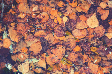 Background of colorful autumn leaves on the surface of pond.
