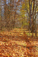 Obraz premium Autumn