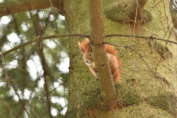 sciurine red squirrel climbs and jumping on the trees 