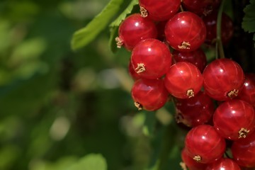 Gardening, cultivation, agriculture and care of vegetables and fruit concept: first young red currants on the bushes in the garden.