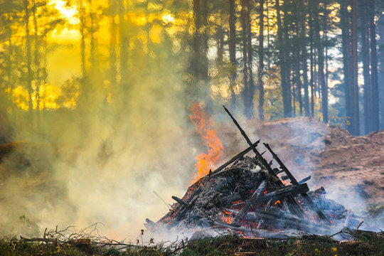 Fototapeta Forest cutting, burning of forest waste. Smoke and fire.