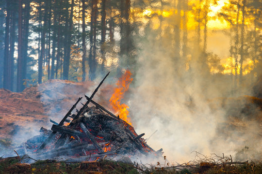 Fototapeta Forest cutting, burning of forest waste. Smoke and fire.