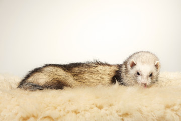 Nice light color ferret female portrait in studio