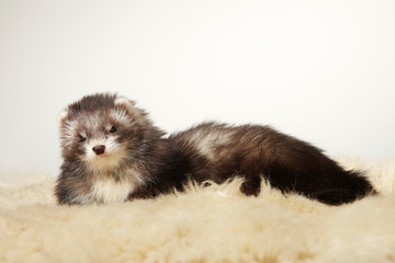 Pretty angora ferret female portrait in studio