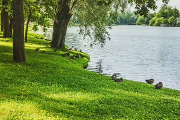 Beautiful park lake with ducks in the summer. 