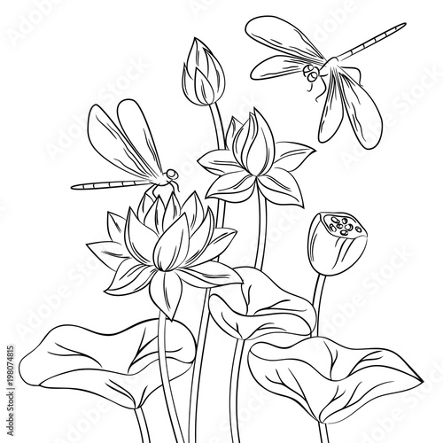 Vector Contour Dragonfly Insect Lotus Flower On White Childish Coloring Book