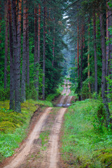 A dirt road in a green spruce forest..