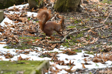 sciurine red squirrel climbs and jumping on the trees 