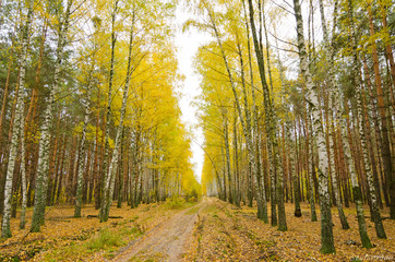 Fototapeta premium Golden autumn