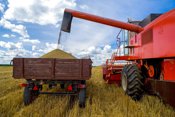 Obraz premium Harvesting of wheat. Tractor and special harvesting equipment.