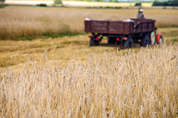 Harvesting of wheat. Tractor and special harvesting equipment.