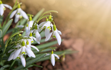 Obraz premium Snowdrop flowers and sunshine.