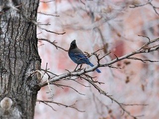 Blue jay