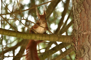 sciurine red squirrel climbs and jumping on the trees 