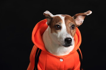 jack russell terrier. Photosession on a black background in different original clothes.