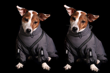 jack russell terrier. Photosession on a black background in different original clothes.