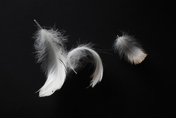 White bird feathers on black paper background.