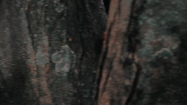 A baby macaque follows its mother as they walk across a patch of grass near a parking lot in Southern Thailand in slow motion