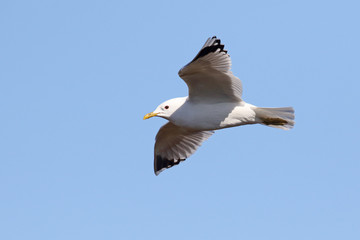 Fototapeta na wymiar common gull 