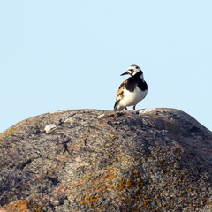 Ruddy Turnstone on stone