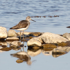 Common Greenshank