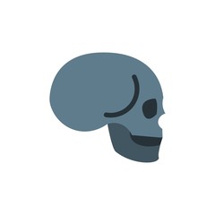 human skull, skeleton flat vector icon. Modern simple isolated sign. Pixel perfect vector  illustration for logo, website, mobile app and other designs