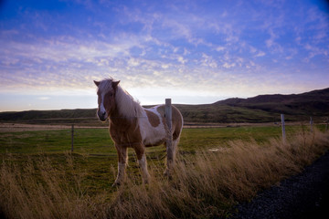 Fototapeta na wymiar A majestic Icelandic Horse with a great backdrop