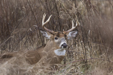 Male white tailed deer in autumn